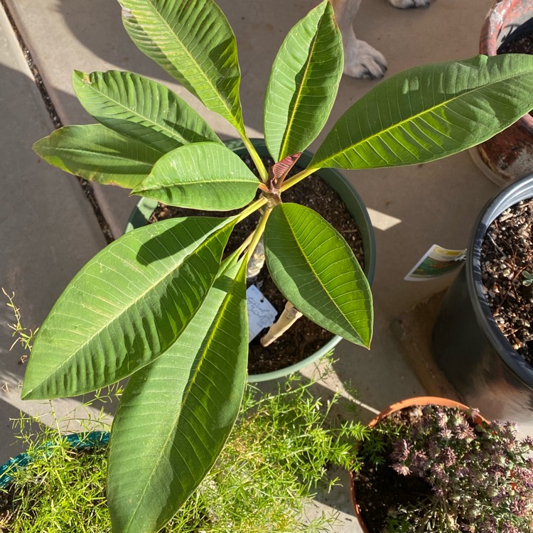 Plant image Plumeria Rubra 'Hot pink'