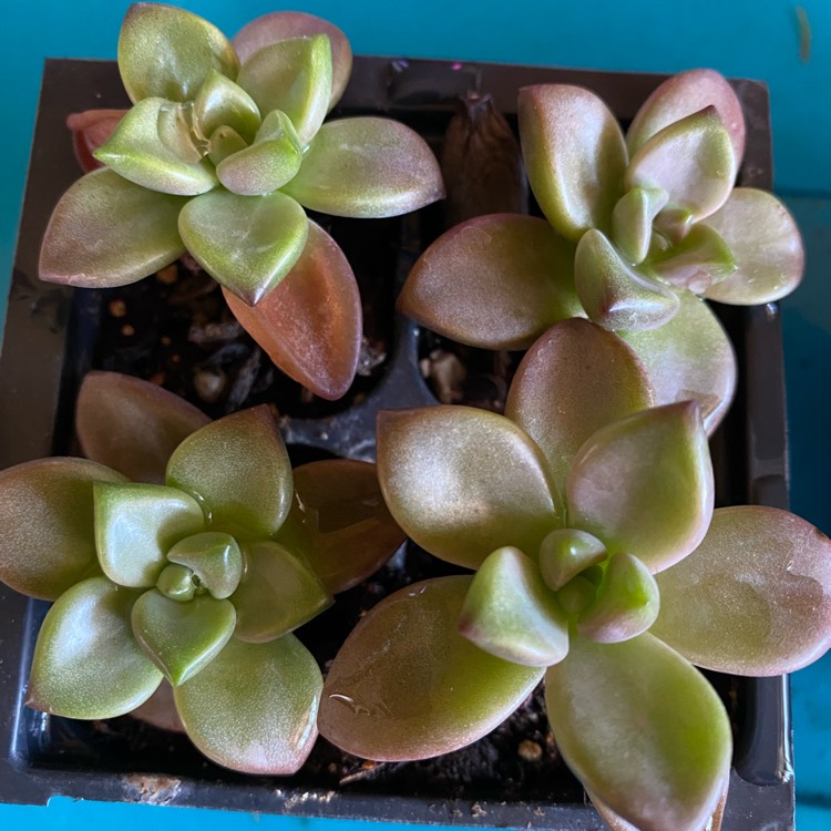 Plant image Graptosedum Vera Higgins