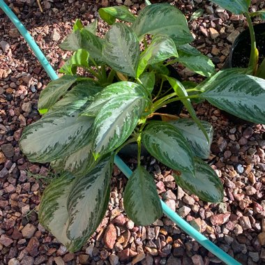 Aglaonema Silver Bay