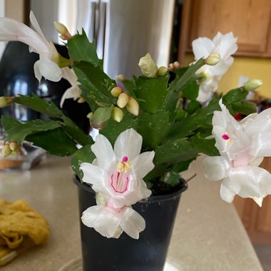 Schlumbergera truncata Livia