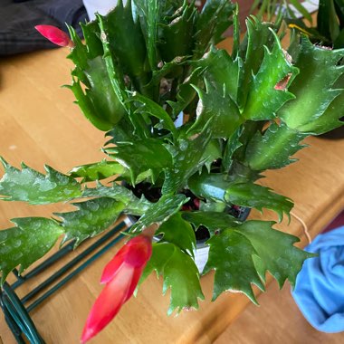 Schlumbergera truncata Caribbean Dancer