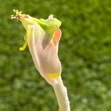 Euphorbia leucodendron