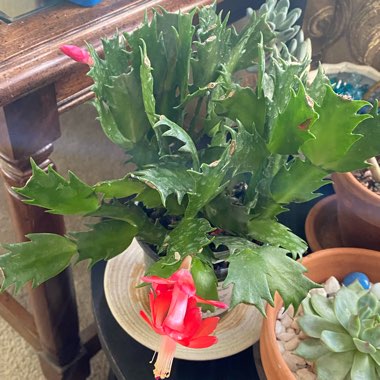 Schlumbergera truncata Caribbean Dancer