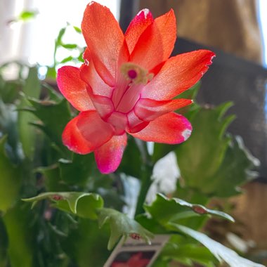 Schlumbergera truncata Caribbean Dancer