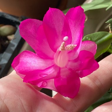 Schlumbergera Fantasy