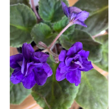 Streptocarpus sect. Saintpaulia 'Ness' Crinkle Blue' syn. Saintpaulia 'Ness' Crinkle Blue'