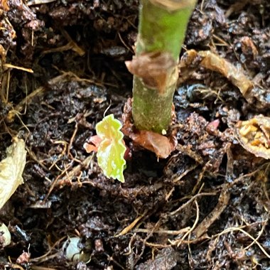 Begonia Maculata