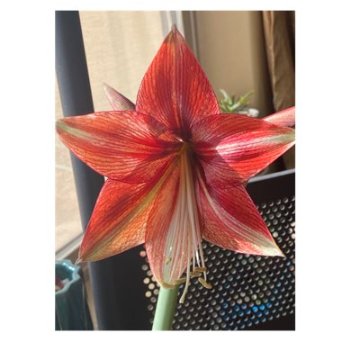 Hippeastrum 'Glee'