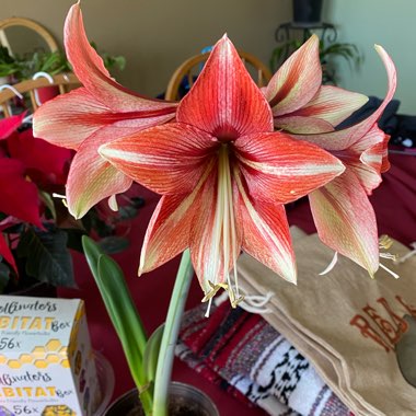 Hippeastrum 'Glee'