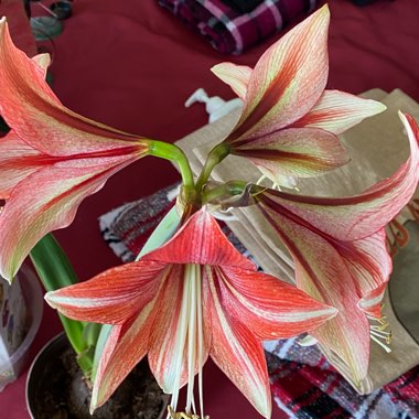 Hippeastrum 'Glee'