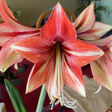 Hippeastrum 'Glee'