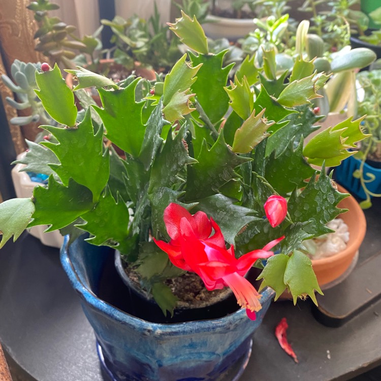 Plant image Schlumbergera truncata Caribbean Dancer