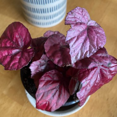 Begonia (Rex Cultorum Group) 'Inca Fire' syn. Begonia rex 'Inca Fire'