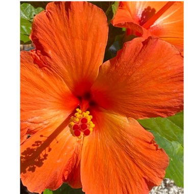 Hibiscus rosa-sinensis