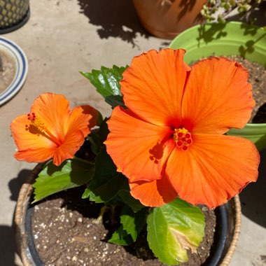 Hibiscus rosa-sinensis