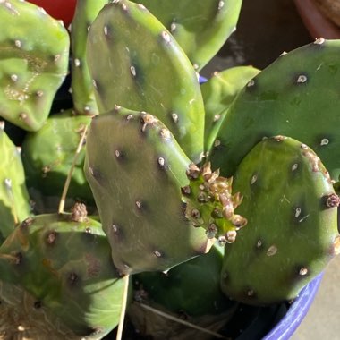 Opuntia Quimilo