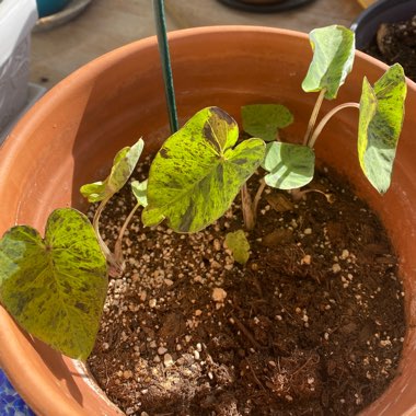 Colocasia esculenta 'Mojito'