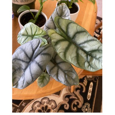 Alocasia 'Silver Dragon'