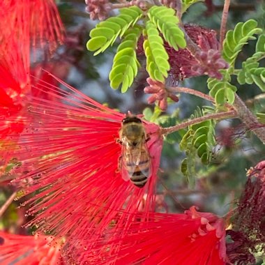 Calliandra californica