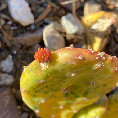 Opuntia Ficus-Indica Variegata