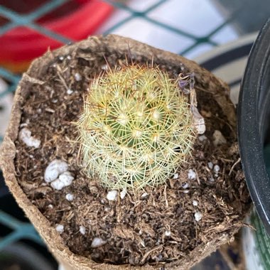 Mammillaria elongata