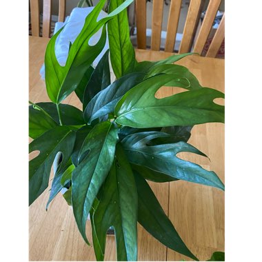 Epipremnum pinnatum  syn. Monstera pinnata, Philodendron pinnatum, Pothos pinnatus, Rhaphidophora pinnata, Scindapsus pinnatus