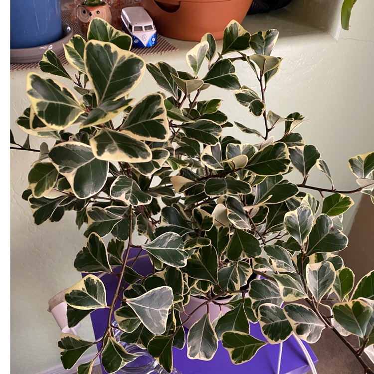 Plant image Ficus Triangularis 'Variegata'