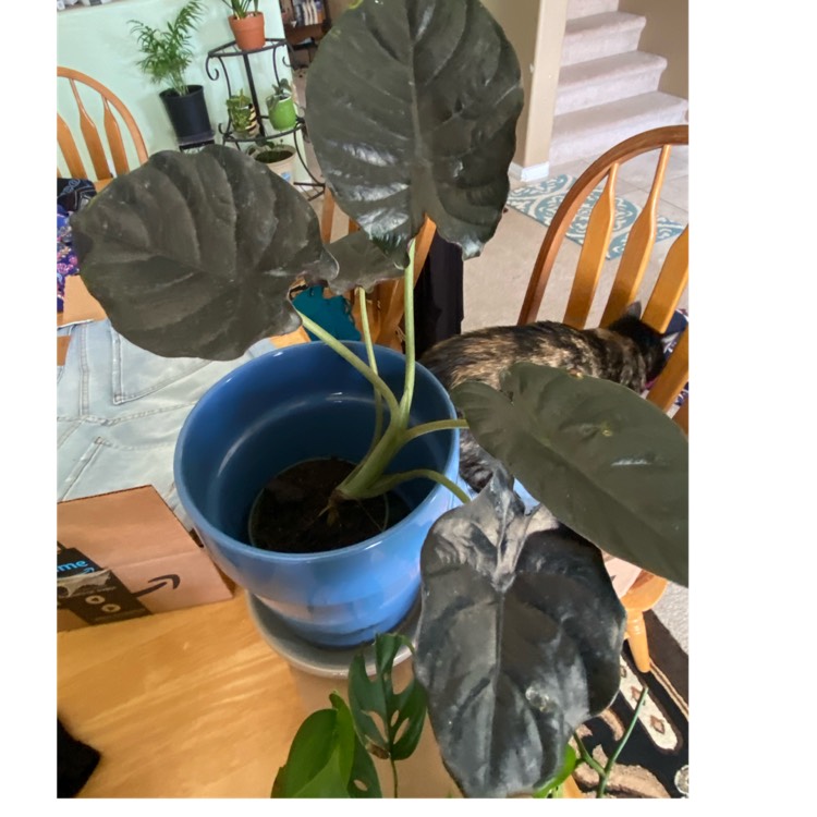 Plant image Alocasia Plumbea 'Nigra'