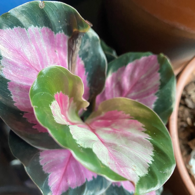 Plant image Calathea Roseopicta 'Rosy'