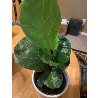 Ficus Lyrata Bambino