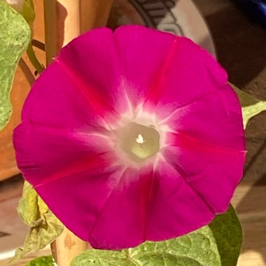 Ipomoea