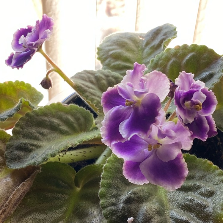 Plant image Streptocarpus sect. Saintpaulia 'Ness' Crinkle Blue' syn. Saintpaulia 'Ness' Crinkle Blue'