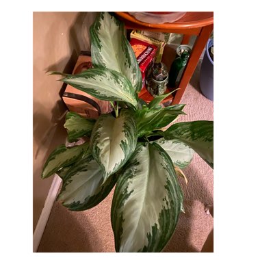 Aglaonema Silver Bay