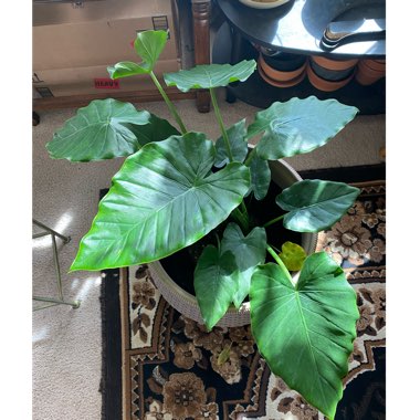 Alocasia