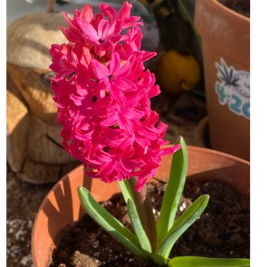 Hyacinthus orientalis