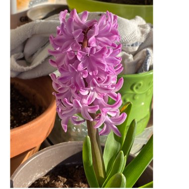 Hyacinthus orientalis