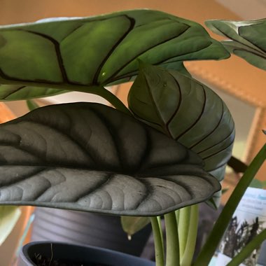 Alocasia 'Silver Dragon'