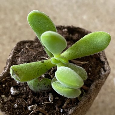 Crassula rogersii