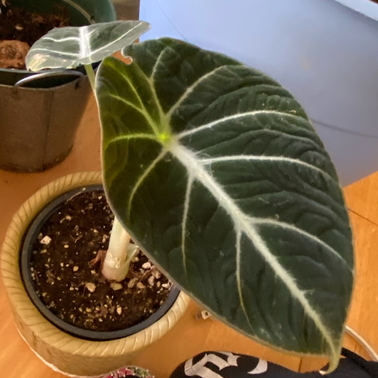 Plant image Alocasia reginula