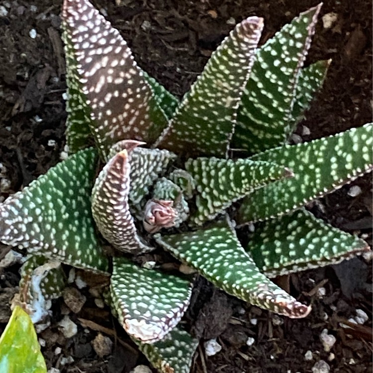 Plant image Haworthia Royal Highness