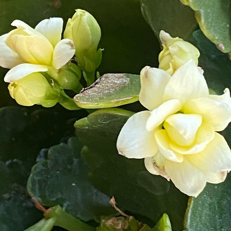 Plant image Kalanchoe blossfeldiana 'Calandiva White'