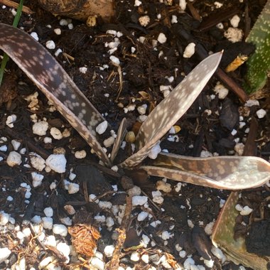 Gasteria carinata var. verrucosa