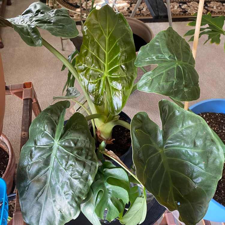 Plant image Alocasia Plumbea 'Nigra'