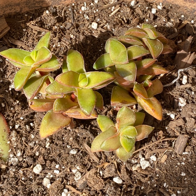 plant image 1651337