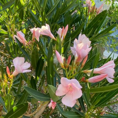 Nerium oleander