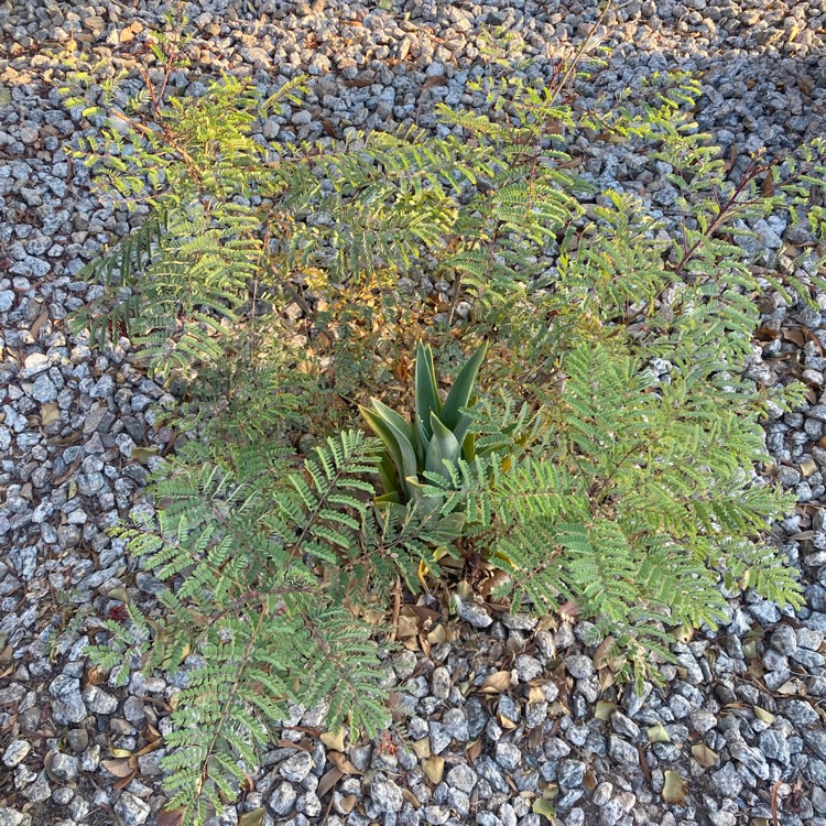 plant image 1681142