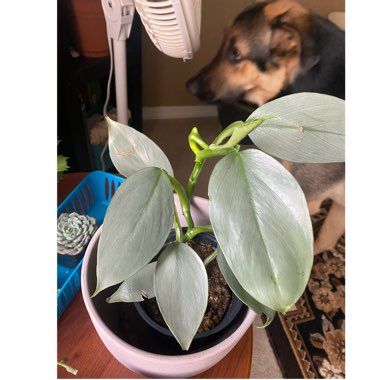 Philodendron hastatum syn. Philodendron 'Silver Sword'