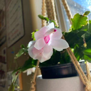 Schlumbergera truncata