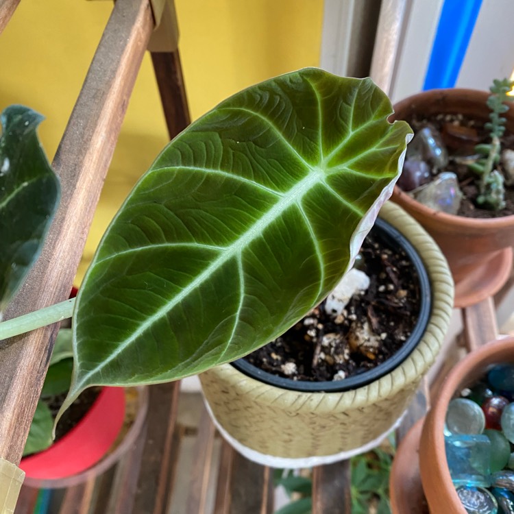 Plant image Alocasia reginula