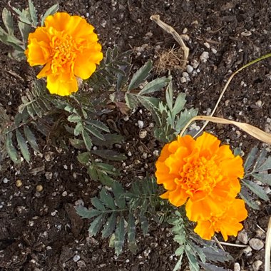 Tagetes